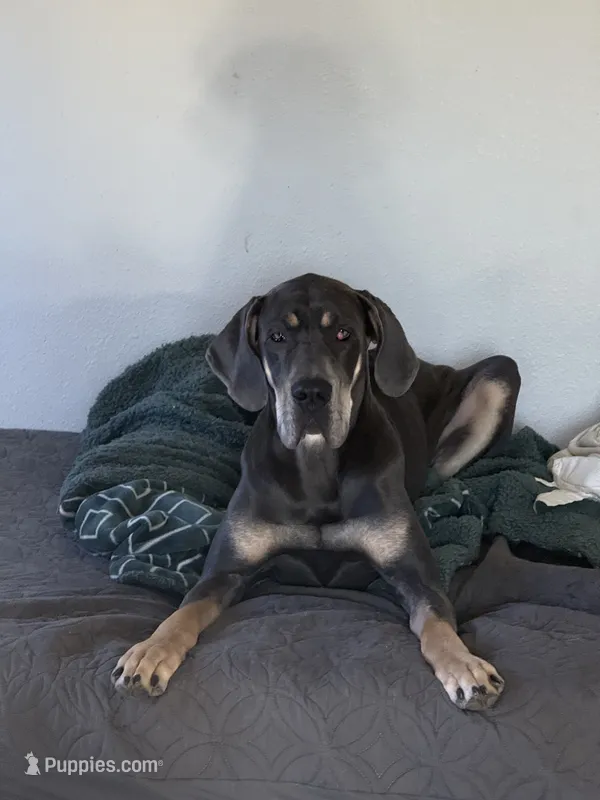 Nala – Great Dane puppy for sale in Basile, LA