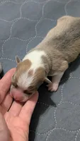 Bluie (dilute)sable male , a male Cardigan Welsh Corgi and Pembroke Welsh Corgi for sale in Loretto, KY – 3 of 4
