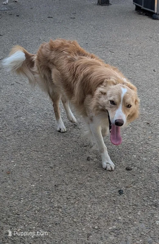 Fitz , a male Border Collie for sale in Loretto, KY – Photo 1 of 3