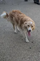 Fitz , a male Border Collie for sale in Loretto, KY – Photo 1 of 3