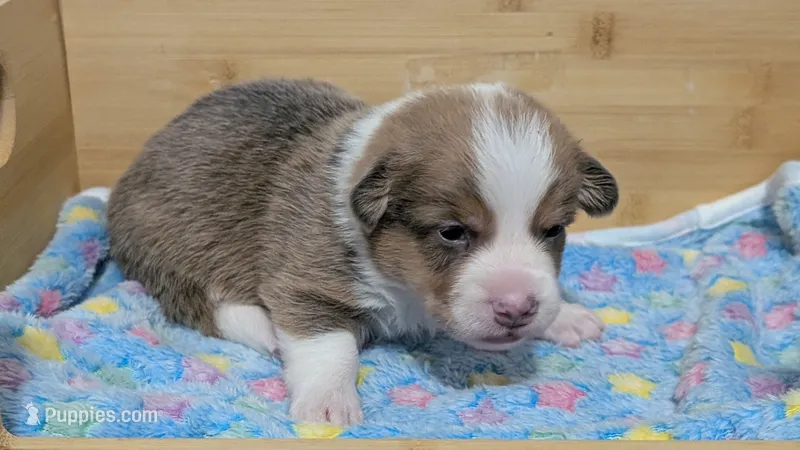 Bluie (dilute)sable male  – Cardigan Welsh Corgi, Pembroke Welsh Corgi puppy for sale in Loretto, KY