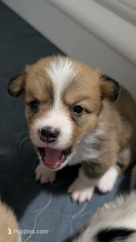 Sable girl  – Cardigan Welsh Corgi, Pembroke Welsh Corgi puppy for sale in Loretto, KY