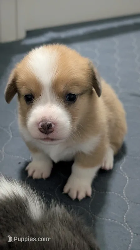 Red Bluie (dilute) merle male  – Cardigan Welsh Corgi, Pembroke Welsh Corgi puppy for sale in Loretto, KY