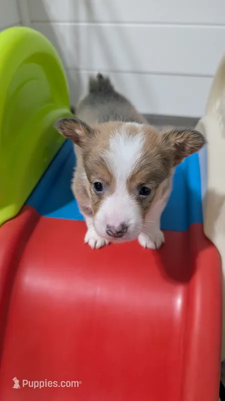 Bluie (dilute)sable male  – Cardigan Welsh Corgi, Pembroke Welsh Corgi puppy for sale in Loretto, KY