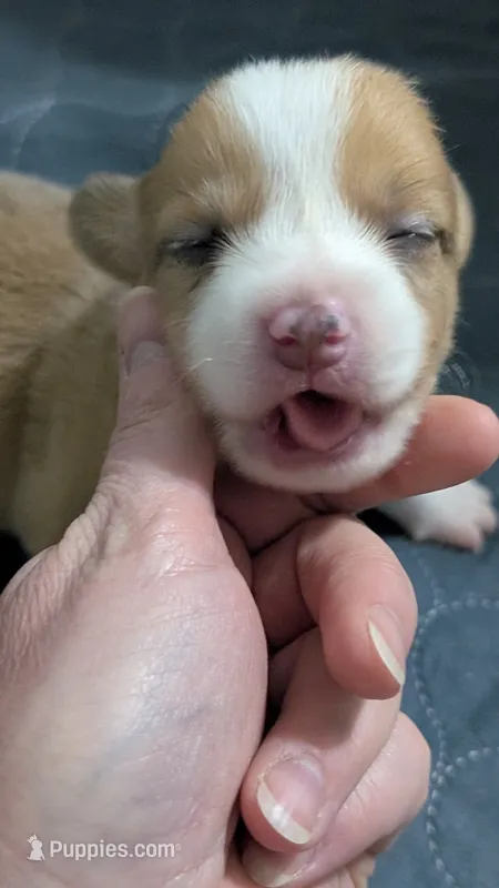 Red Bluie (dilute) merle male  – Cardigan Welsh Corgi, Pembroke Welsh Corgi puppy for sale in Loretto, KY
