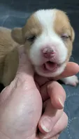 Red Bluie (dilute) merle male , a male Cardigan Welsh Corgi and Pembroke Welsh Corgi for sale in Loretto, KY – 1 of 9
