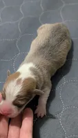 Bluie (dilute)sable male , a male Cardigan Welsh Corgi and Pembroke Welsh Corgi for sale in Loretto, KY – 4 of 4