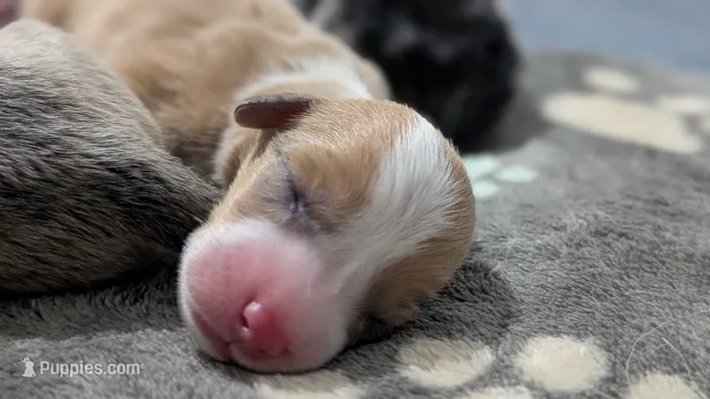 Bluie (dilute) sable merle male  – Cardigan Welsh Corgi, Pembroke Welsh Corgi puppy for sale in Loretto, KY