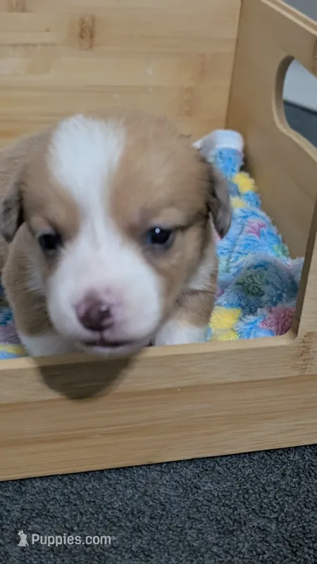 Red Bluie (dilute) merle male  – Cardigan Welsh Corgi, Pembroke Welsh Corgi puppy for sale in Loretto, KY