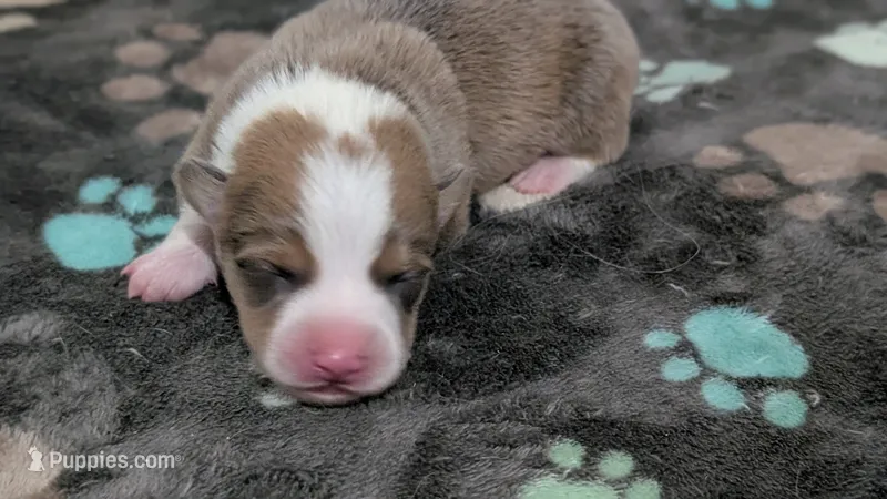 Bluie (dilute)sable male  – Cardigan Welsh Corgi, Pembroke Welsh Corgi puppy for sale in Loretto, KY