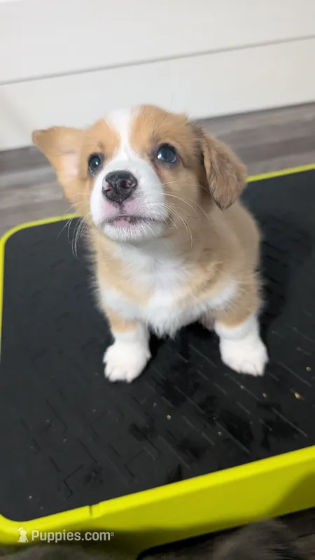 Red Bluie (dilute) merle male  – Cardigan Welsh Corgi, Pembroke Welsh Corgi puppy for sale in Loretto, KY