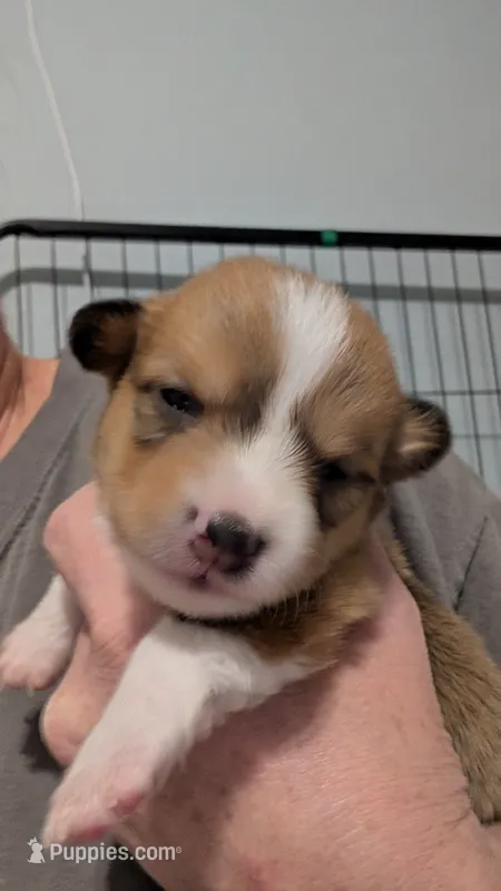 Sable girl  – Cardigan Welsh Corgi, Pembroke Welsh Corgi puppy for sale in Loretto, KY