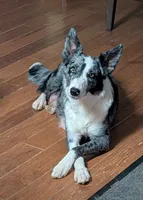 Willow, a female Border Collie for sale in Loretto, KY – Photo 1 of 6