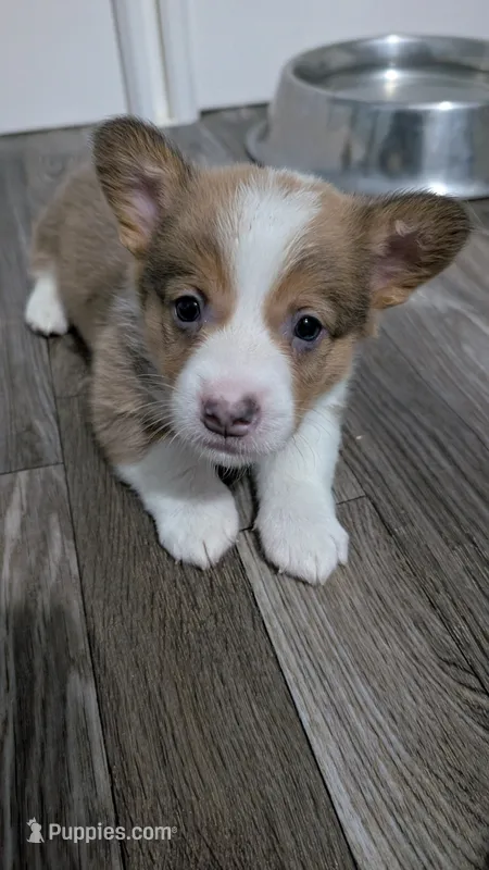 Bluie (dilute)sable male  – Cardigan Welsh Corgi, Pembroke Welsh Corgi puppy for sale in Loretto, KY
