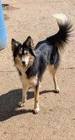 Journie , a female Border Collie for sale in Loretto, KY – 4 of 4