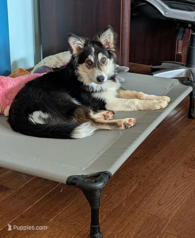 Journie , a female Border Collie for sale in Loretto, KY – Photo 1 of 3