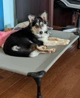 Journie , a female Border Collie for sale in Loretto, KY – Photo 1 of 3