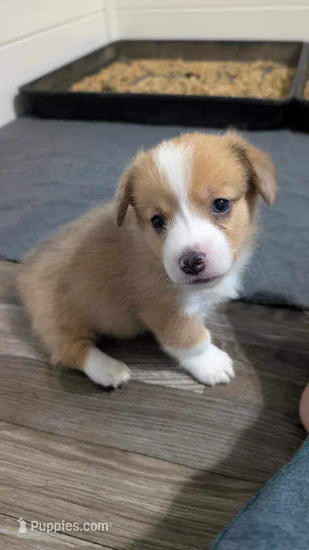 Red Bluie (dilute) merle male  – Cardigan Welsh Corgi, Pembroke Welsh Corgi puppy for sale in Loretto, KY