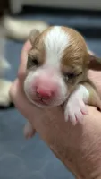 Bluie (dilute)sable male , a male Cardigan Welsh Corgi and Pembroke Welsh Corgi for sale in Loretto, KY – 1 of 4