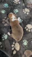 Red Bluie (dilute) merle male , a male Cardigan Welsh Corgi and Pembroke Welsh Corgi for sale in Loretto, KY – 4 of 9