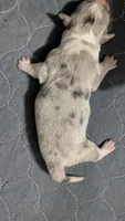 Bluie merle boy (dilute), a male Cardigan Welsh Corgi and Pembroke Welsh Corgi for sale in Loretto, KY – 2 of 5
