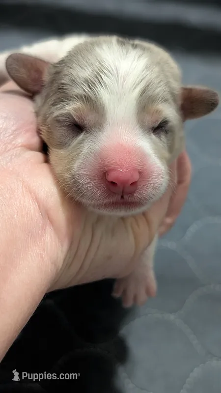 Bluie merle boy (dilute) – Cardigan Welsh Corgi, Pembroke Welsh Corgi puppy for sale in Loretto, KY