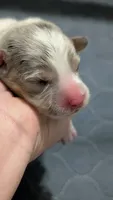Bluie merle boy (dilute), a male Cardigan Welsh Corgi and Pembroke Welsh Corgi for sale in Loretto, KY – 4 of 5