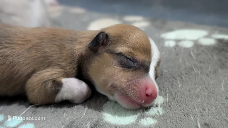 Sable girl  – Cardigan Welsh Corgi, Pembroke Welsh Corgi puppy for sale in Loretto, KY