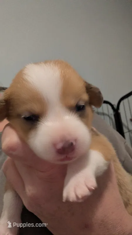 Red Bluie (dilute) merle male  – Cardigan Welsh Corgi, Pembroke Welsh Corgi puppy for sale in Loretto, KY