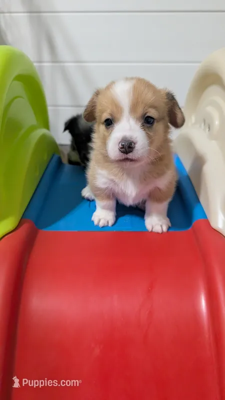 Red Bluie (dilute) merle male  – Cardigan Welsh Corgi, Pembroke Welsh Corgi puppy for sale in Loretto, KY