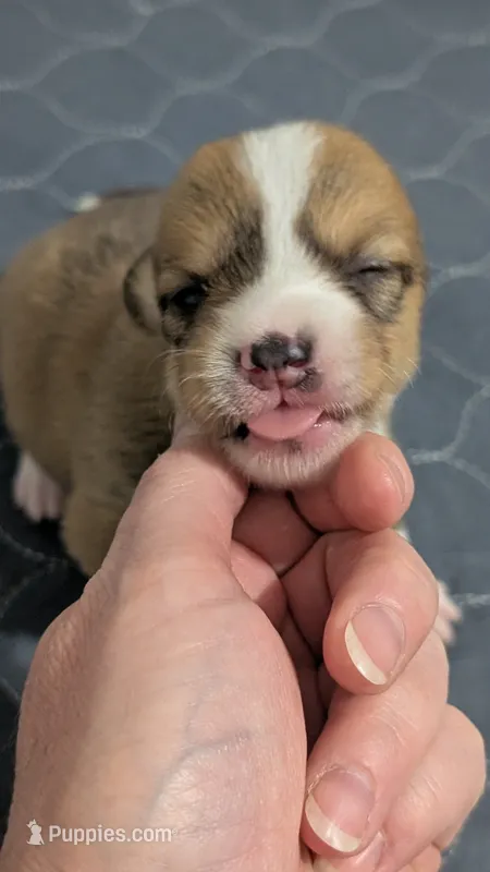 Sable girl  – Cardigan Welsh Corgi, Pembroke Welsh Corgi puppy for sale in Loretto, KY