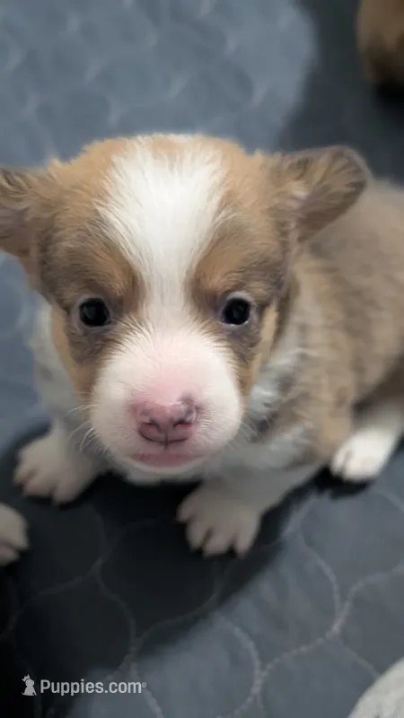 Bluie (dilute)sable male  – Cardigan Welsh Corgi, Pembroke Welsh Corgi puppy for sale in Loretto, KY