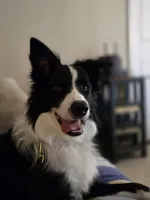 Bishop , a male Border Collie for sale in Loretto, KY – Photo 1 of 2