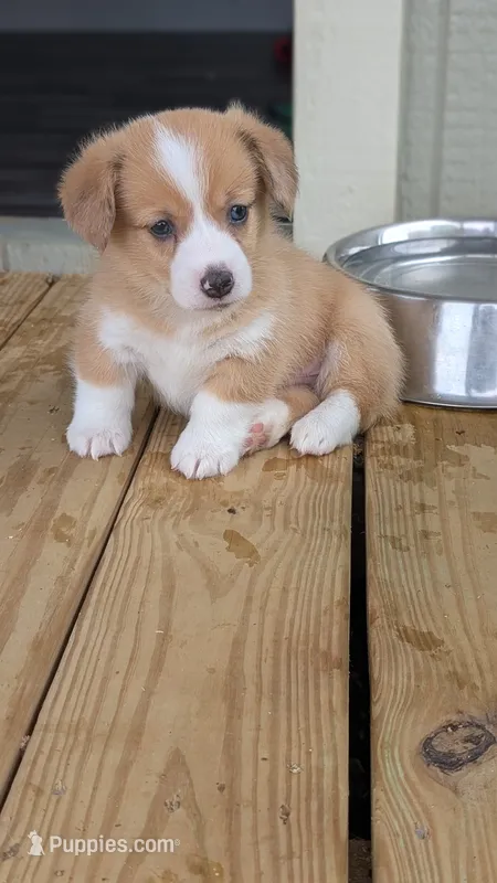 Red Bluie (dilute) merle male  – Cardigan Welsh Corgi, Pembroke Welsh Corgi puppy for sale in Loretto, KY
