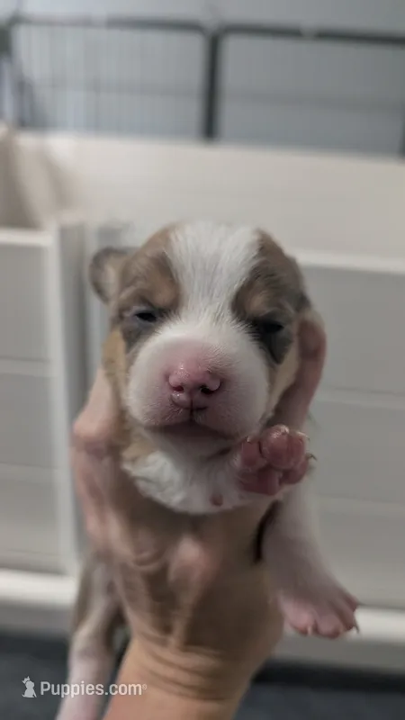 Bluie (dilute)sable male  – Cardigan Welsh Corgi, Pembroke Welsh Corgi puppy for sale in Loretto, KY