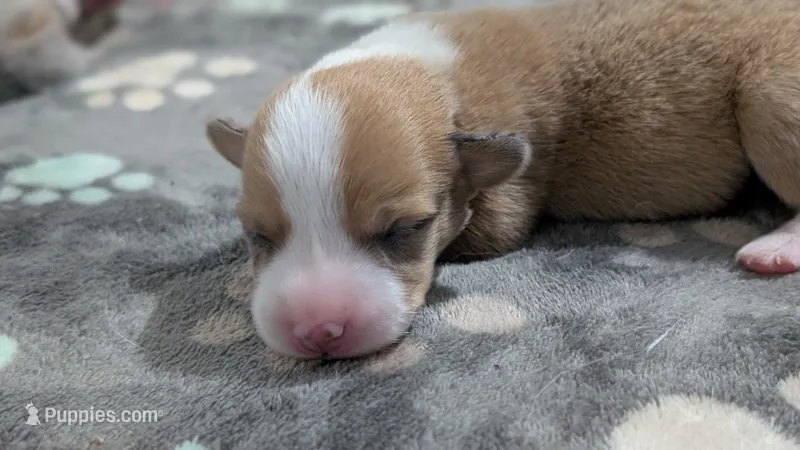 Bluie (dilute) sable merle male  – Cardigan Welsh Corgi, Pembroke Welsh Corgi puppy for sale in Loretto, KY