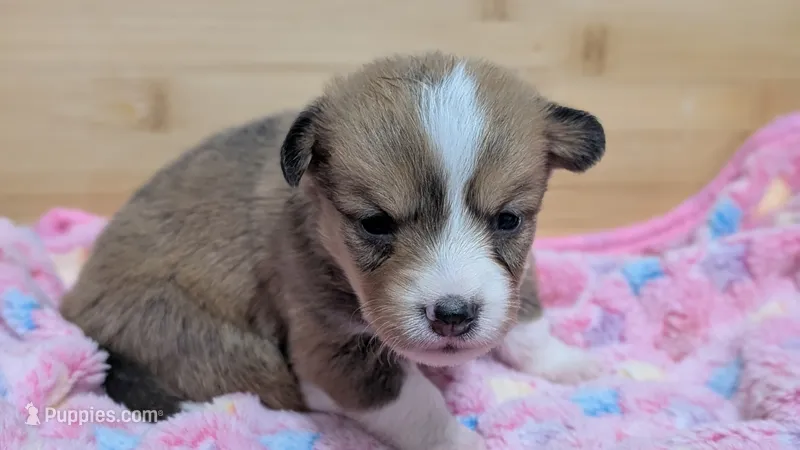 Sable girl  – Cardigan Welsh Corgi, Pembroke Welsh Corgi puppy for sale in Loretto, KY