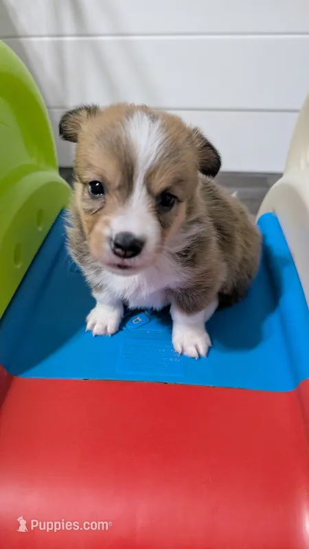 Sable girl  – Cardigan Welsh Corgi, Pembroke Welsh Corgi puppy for sale in Loretto, KY