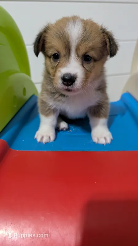 Sable girl  – Cardigan Welsh Corgi, Pembroke Welsh Corgi puppy for sale in Loretto, KY