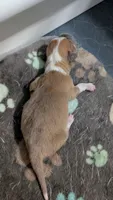 Bluie (dilute) sable merle male , a male Cardigan Welsh Corgi and Pembroke Welsh Corgi for sale in Loretto, KY – 3 of 3