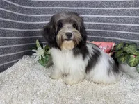 Nehemaih, a male Maltipoo for sale in Waynesville, MO – 3 of 4