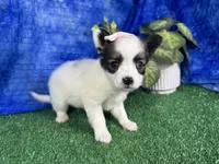 Lexie, a female Papillon for sale in Waynesville, MO – 3 of 4
