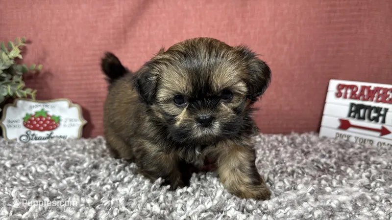 Preacher – Shih Tzu puppy for sale in Waynesville, MO