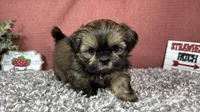 Preacher, a male Shih Tzu for sale in Waynesville, MO – 5 of 10