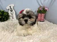 Georgia, a female Shih Tzu for sale in Waynesville, MO – 2 of 4