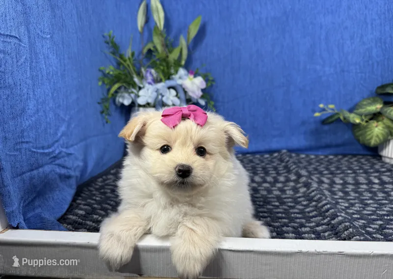 Basil – Pomapoo puppy for sale in Waynesville, MO