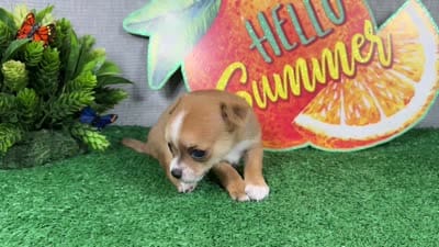 Ford, a male Chihuahua for sale in Waynesville, MO – 4 of 4