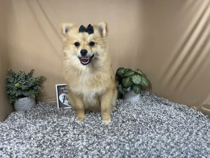 Penny – Pomeranian puppy for sale in Waynesville, MO
