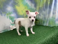 Fox, a male Chihuahua for sale in Waynesville, MO – 3 of 3