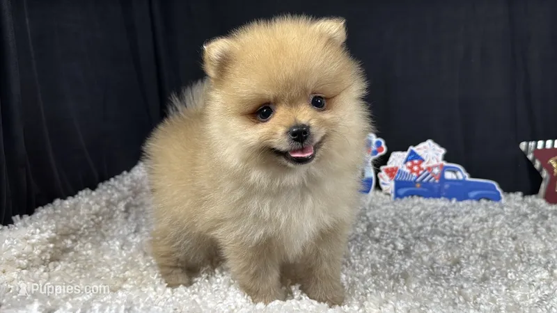 Bobby – Pomeranian puppy for sale in Waynesville, MO